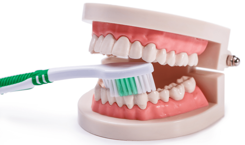 toothbrush for dental care